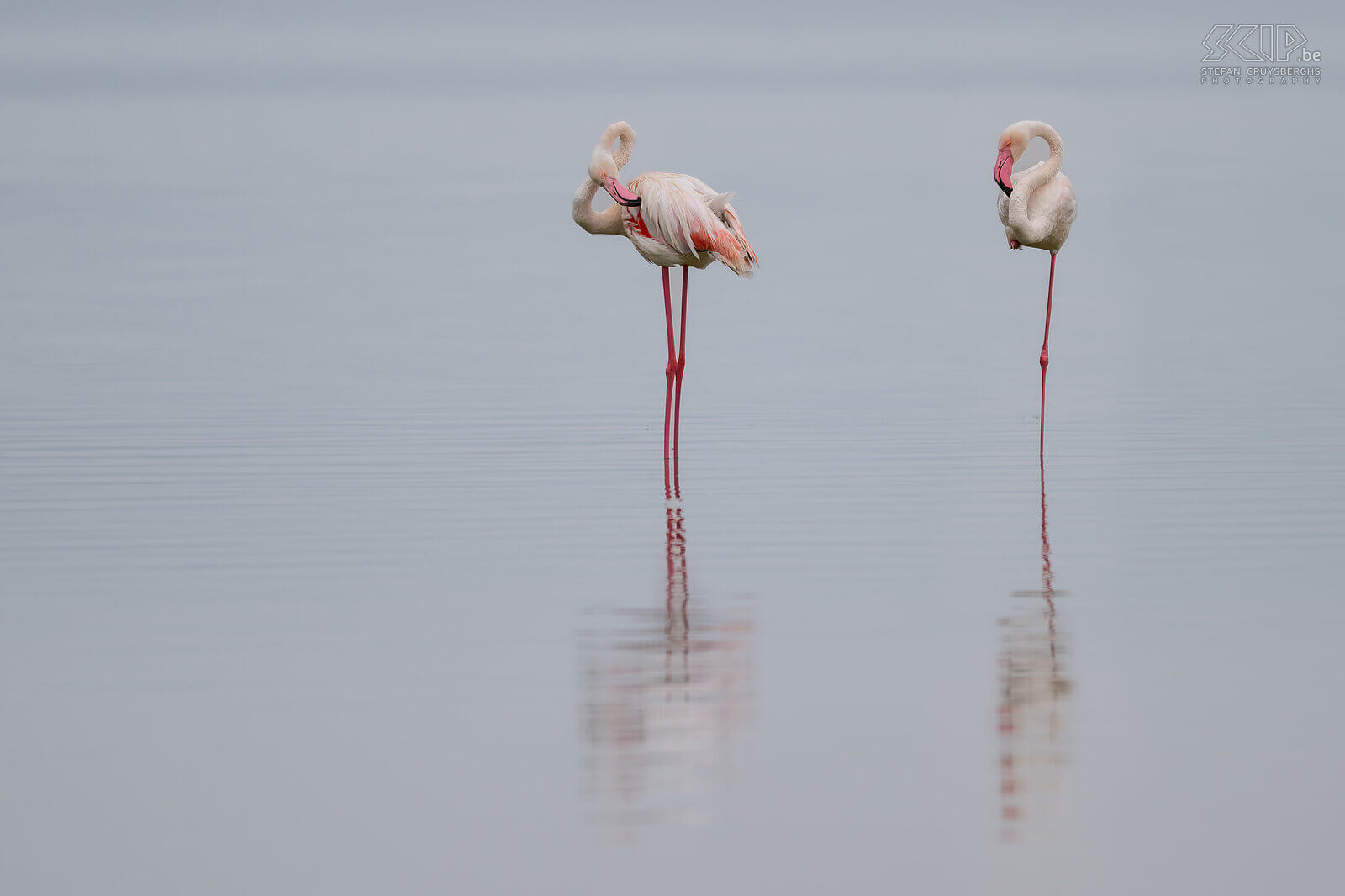 Soysambu - Greater flamingos  Stefan Cruysberghs